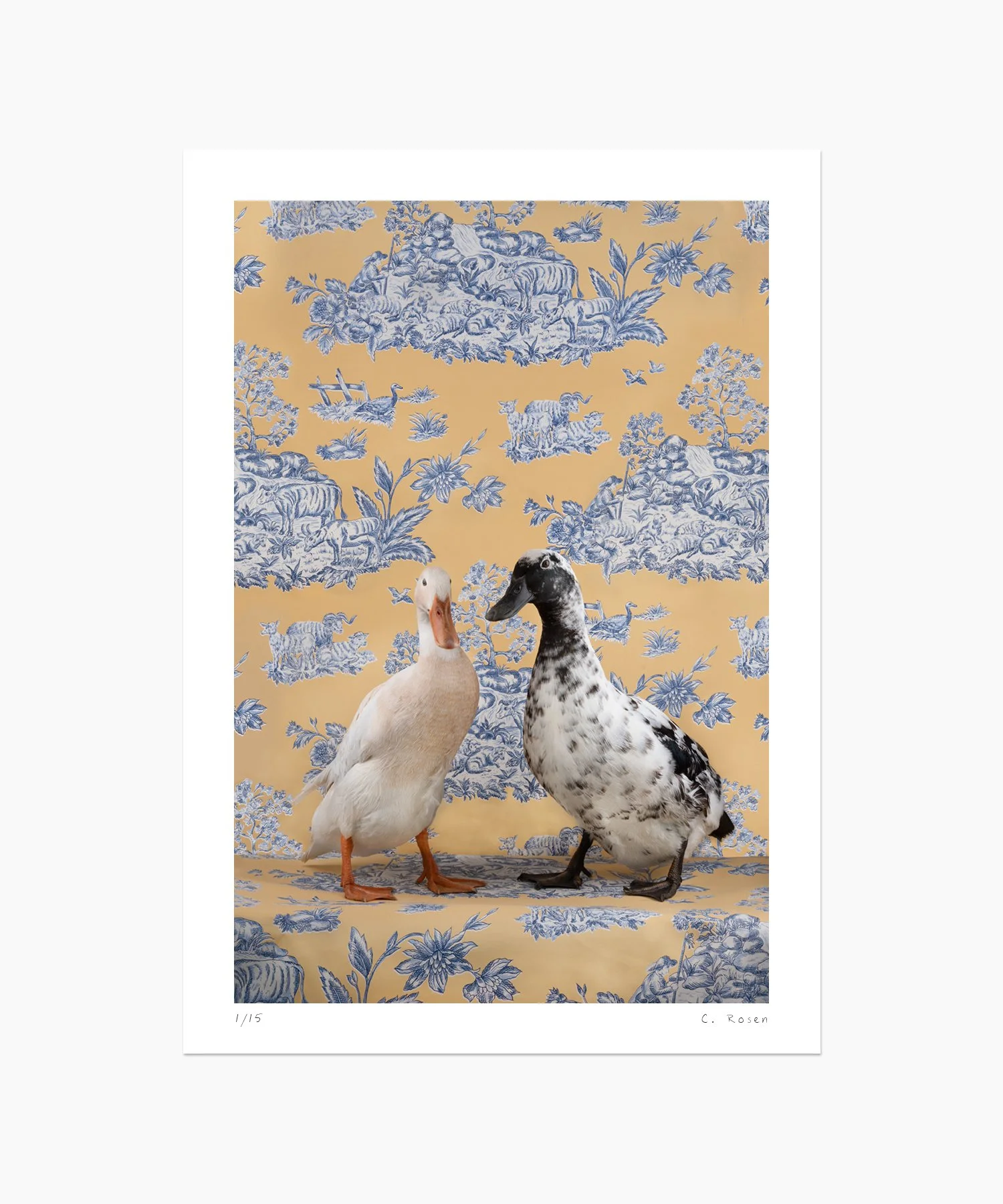 Indian Runner and Cayuga Ducks No. 0248