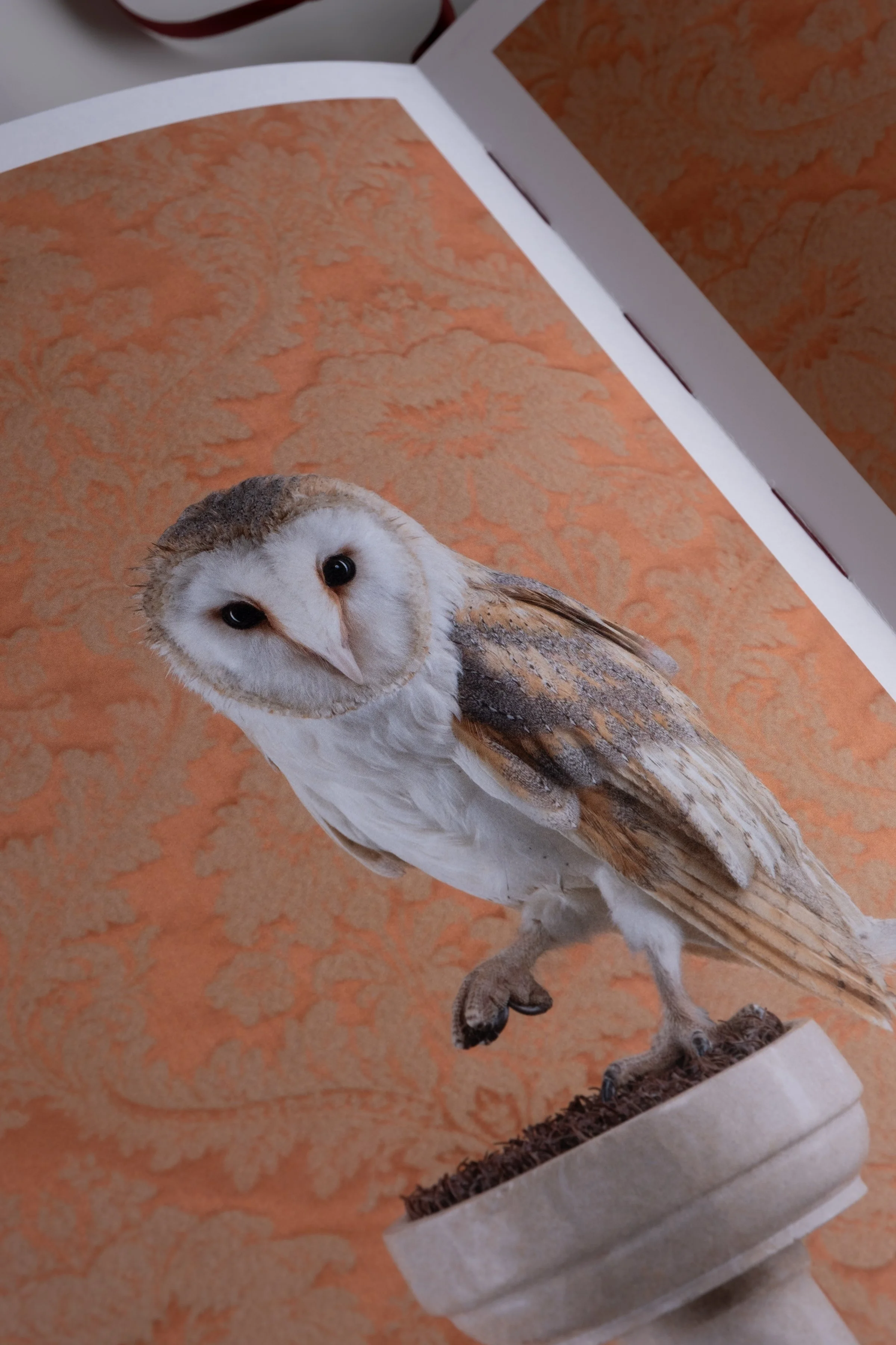 BirdsofaFeather_ClaireRosen_Book_DSF9817.jpg