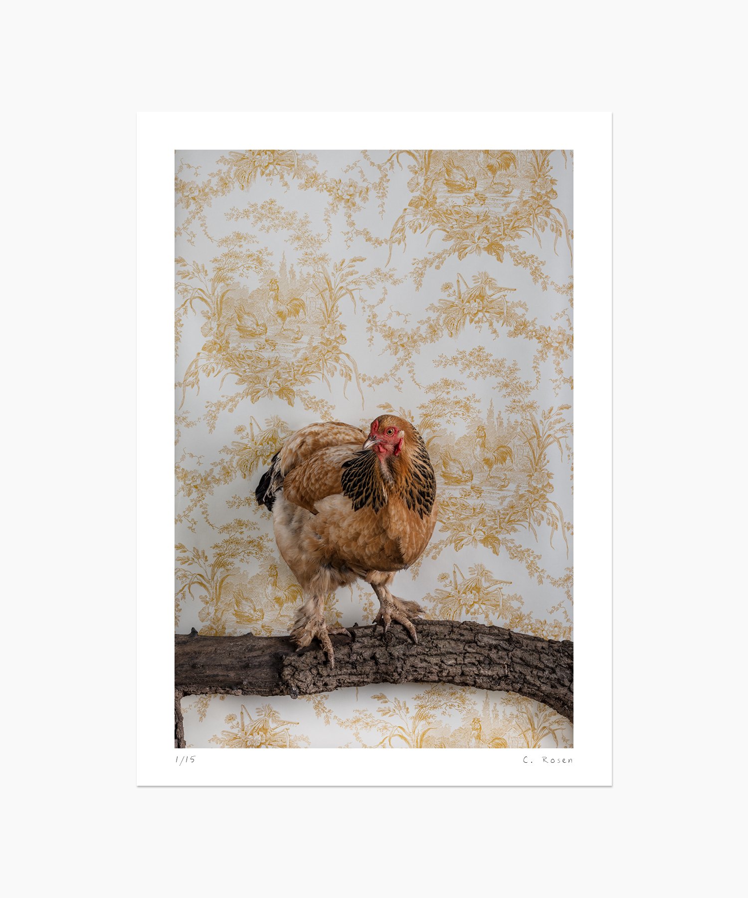 CR_webtemplate_FOW_6259_BrahmaChicken_2019.jpg