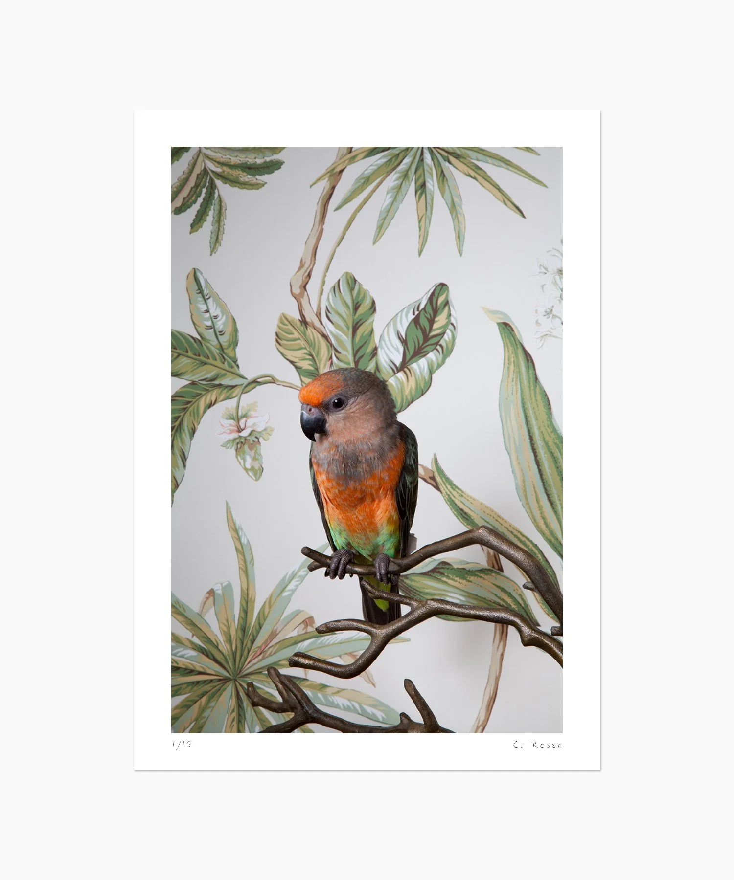 Red-bellied Parrot No. 7799