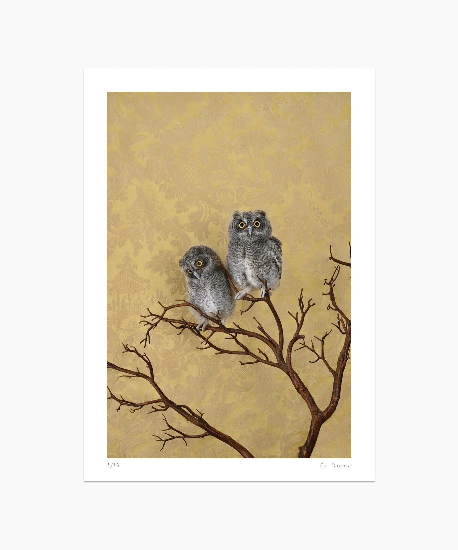 Spotted Eagle Owlets No. 7711