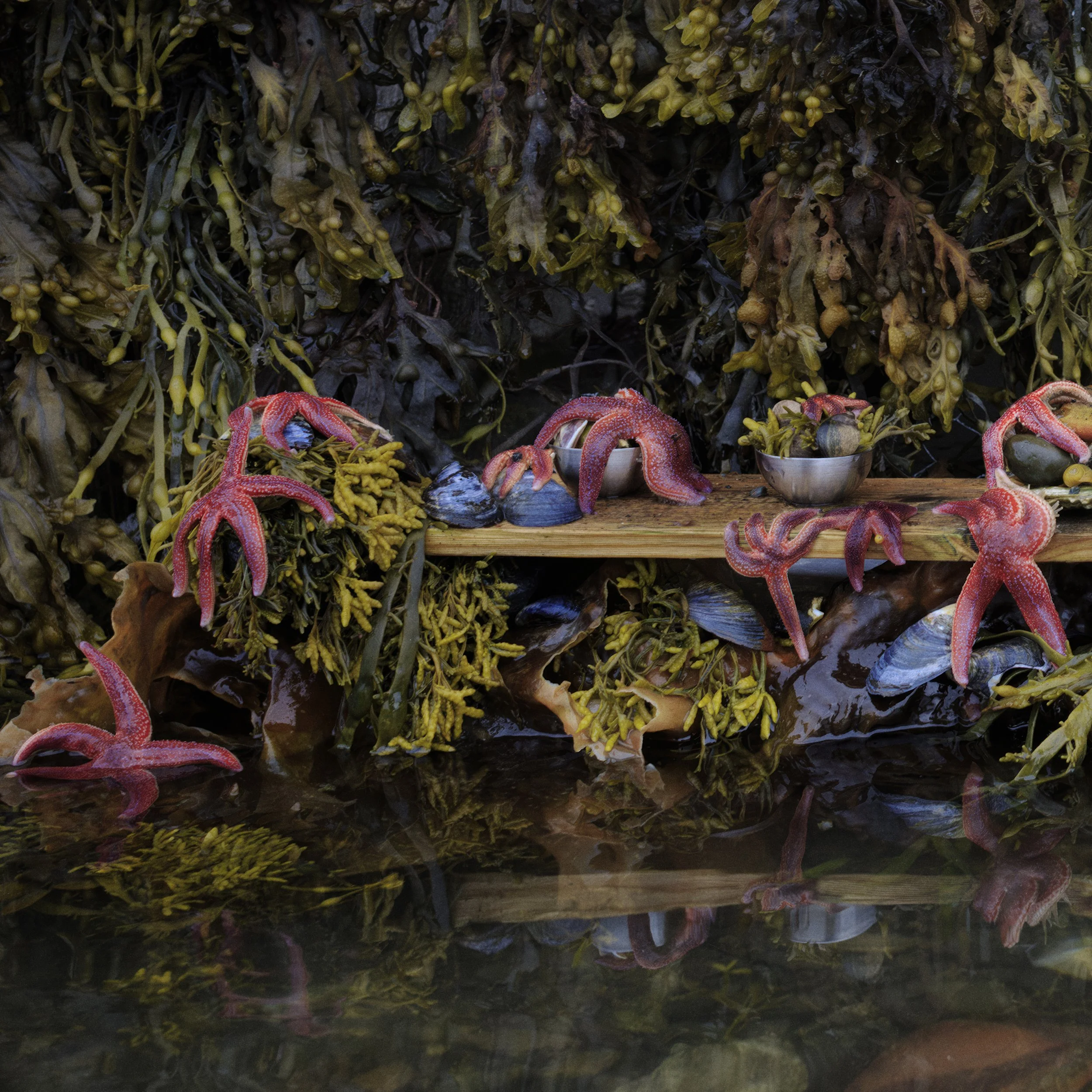 CR_starfish_x2.jpg