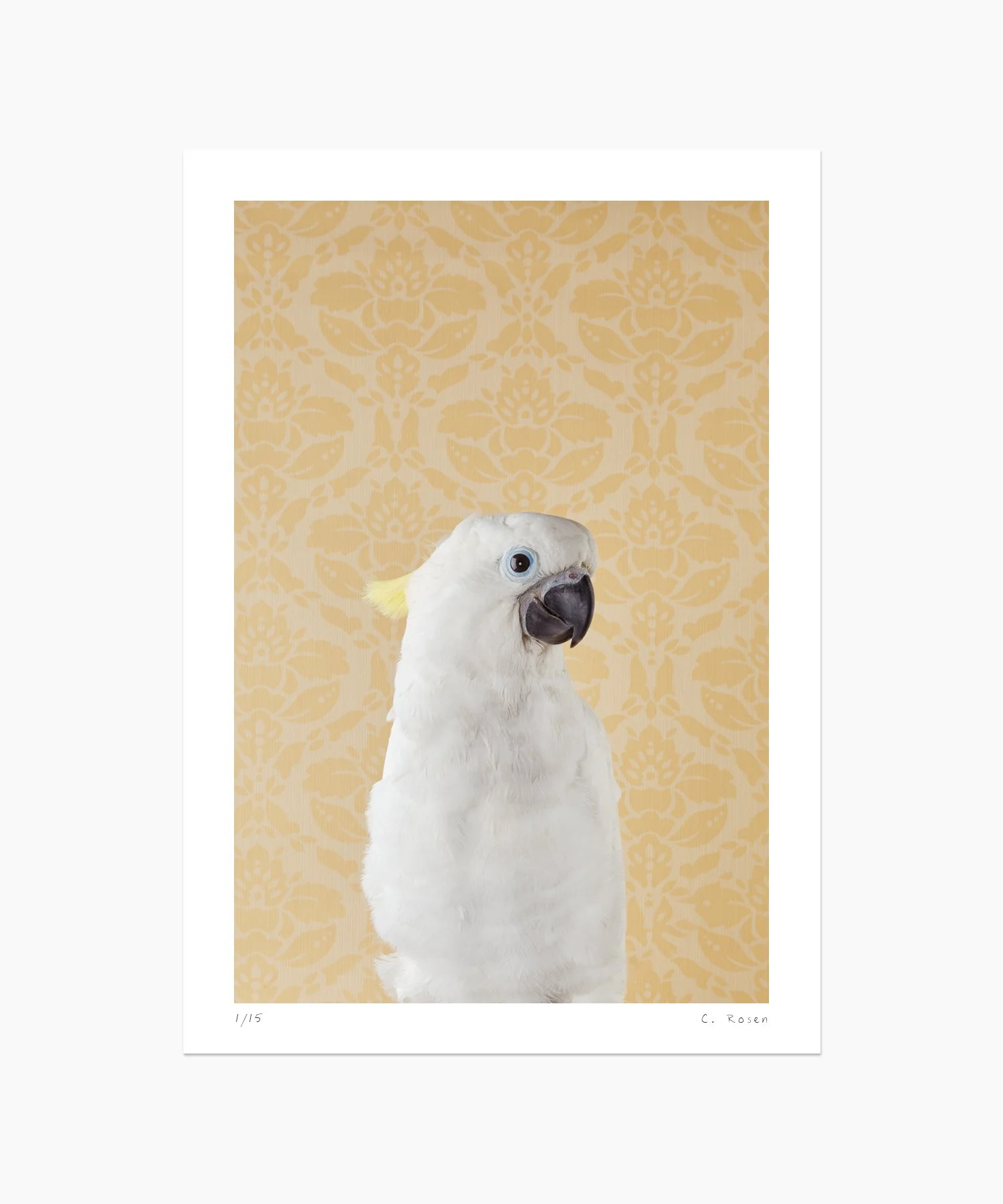 Blue-Eyed Cockatoo No. 7212
