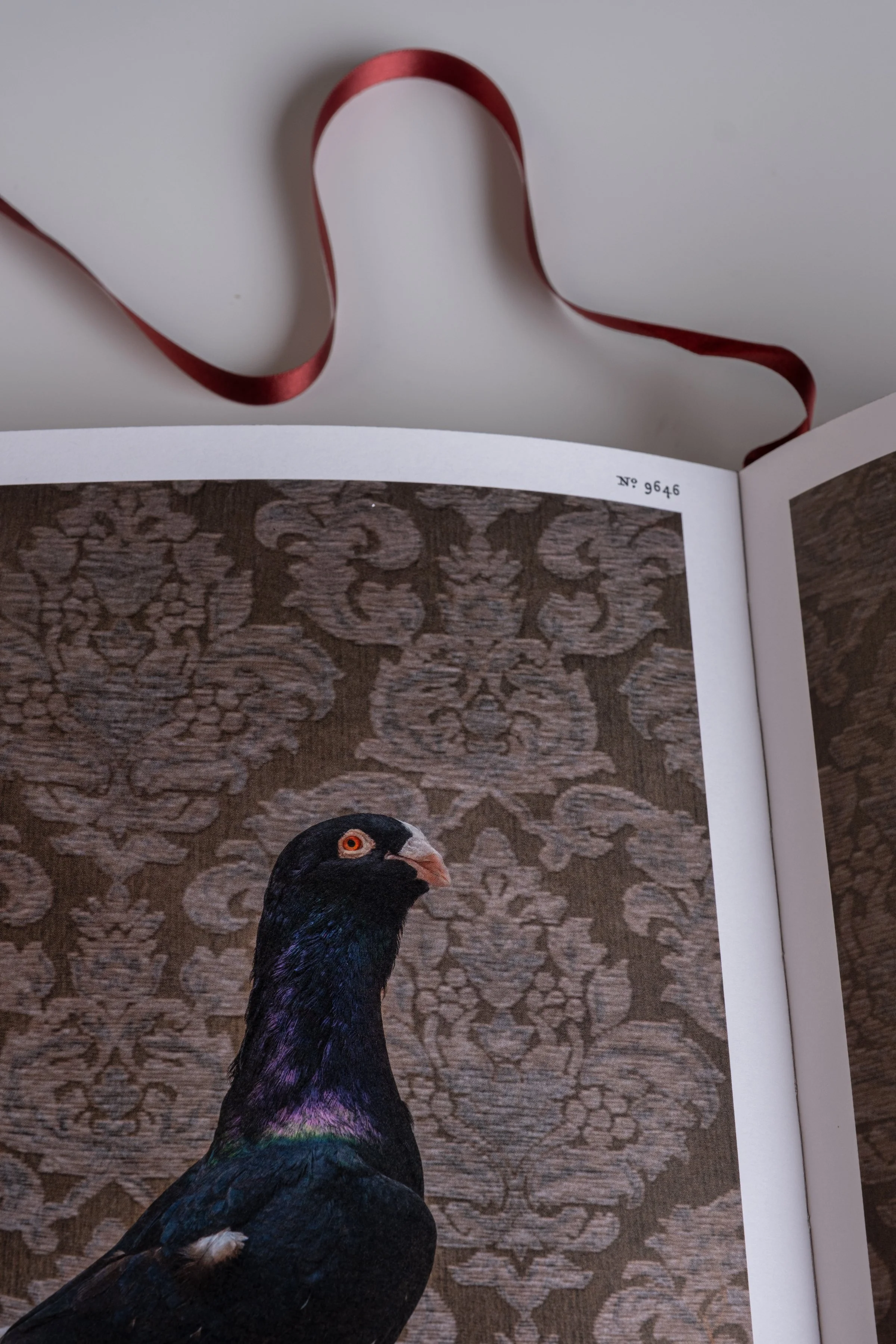 BirdsofaFeather_ClaireRosen_Book_DSF9820.jpg