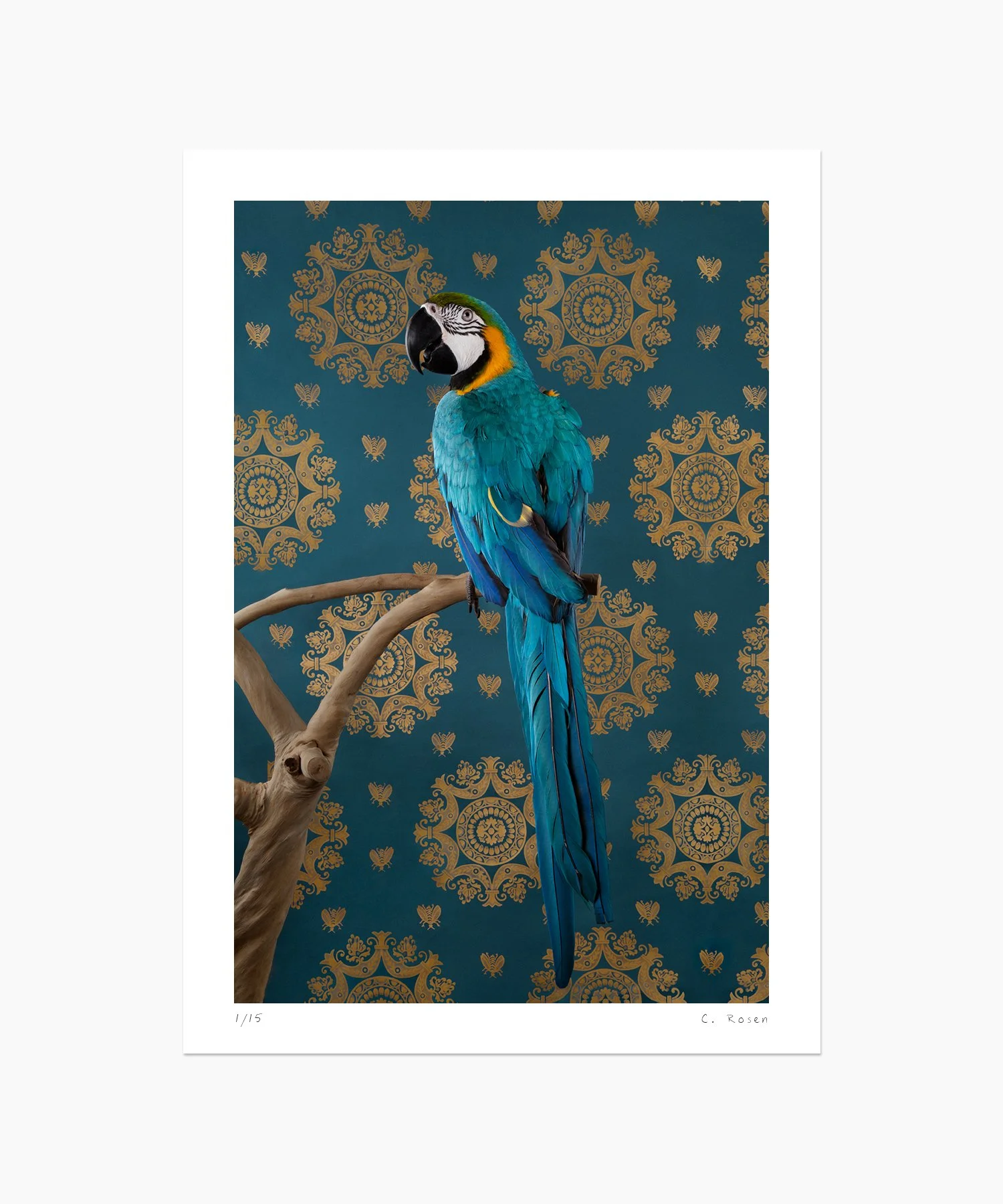CR_webtemplate_BOF_7418_BlueGoldMacaw_2012.jpg