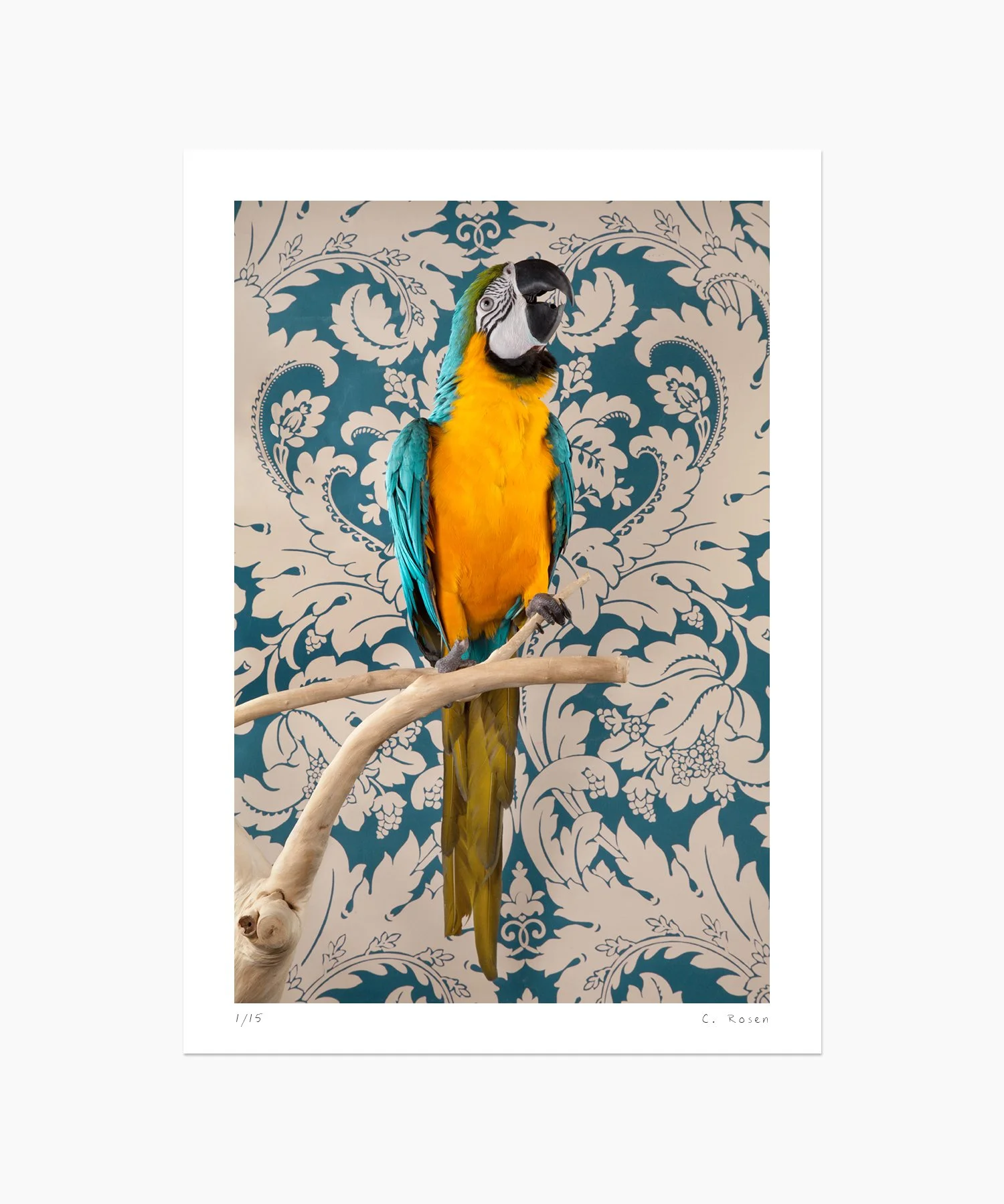 CR_webtemplate_BOF_7406_BlueGoldMacaw_2012.jpg