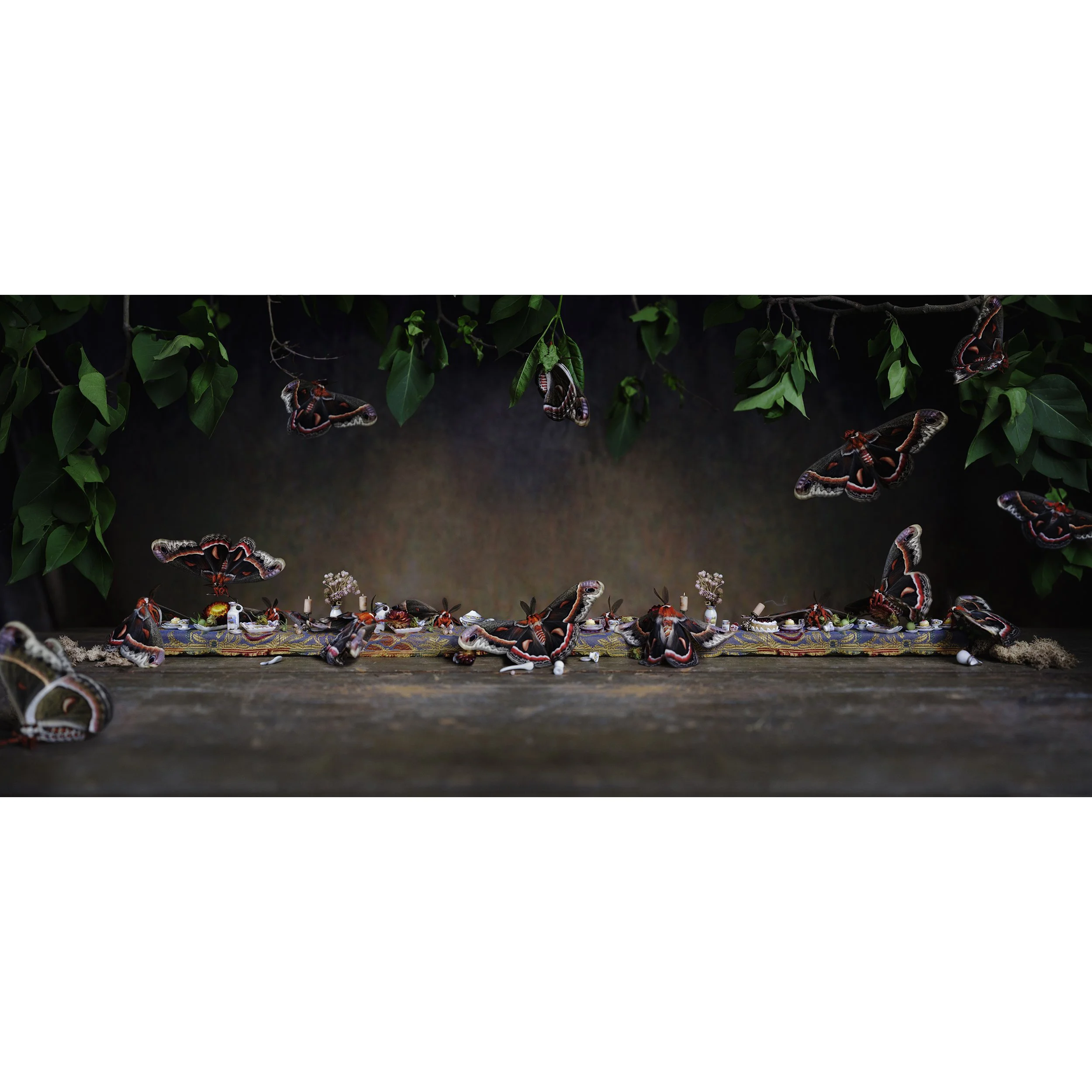 CR_CecropiaMothFeast_b copy.jpg