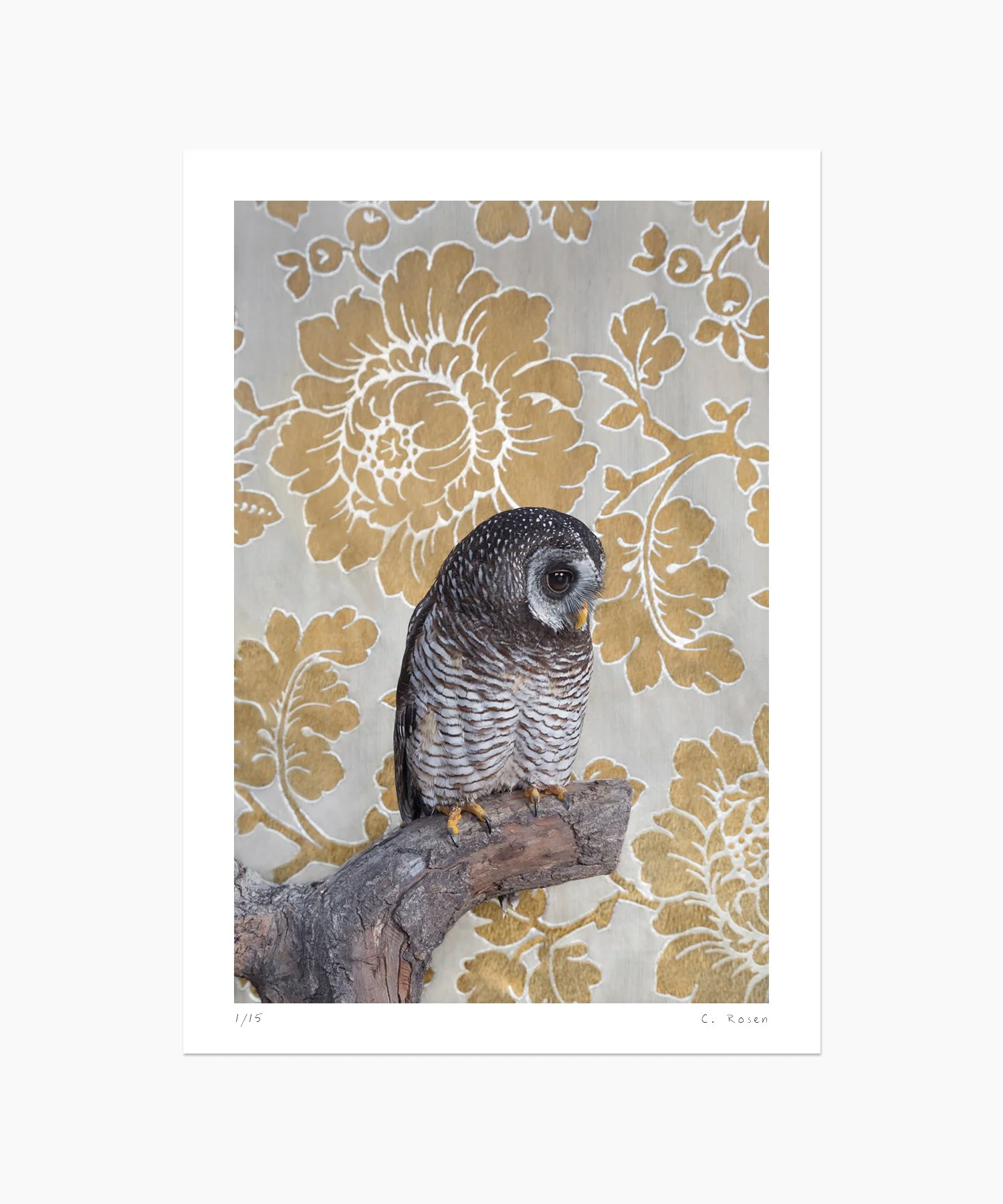 African Wood-Owl No. 7414
