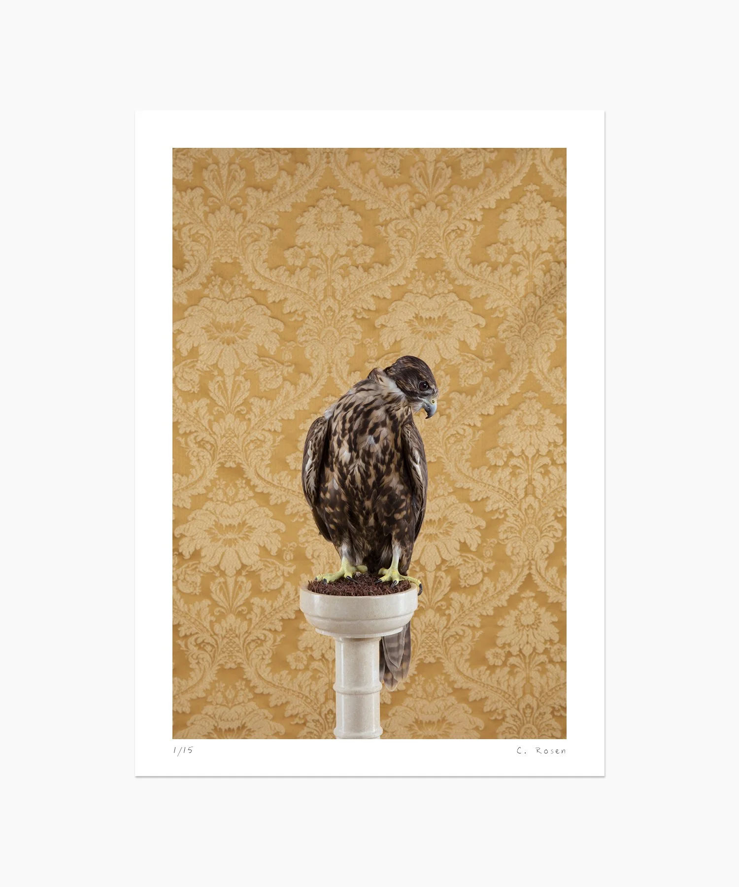 Saker Falcon No. 4309