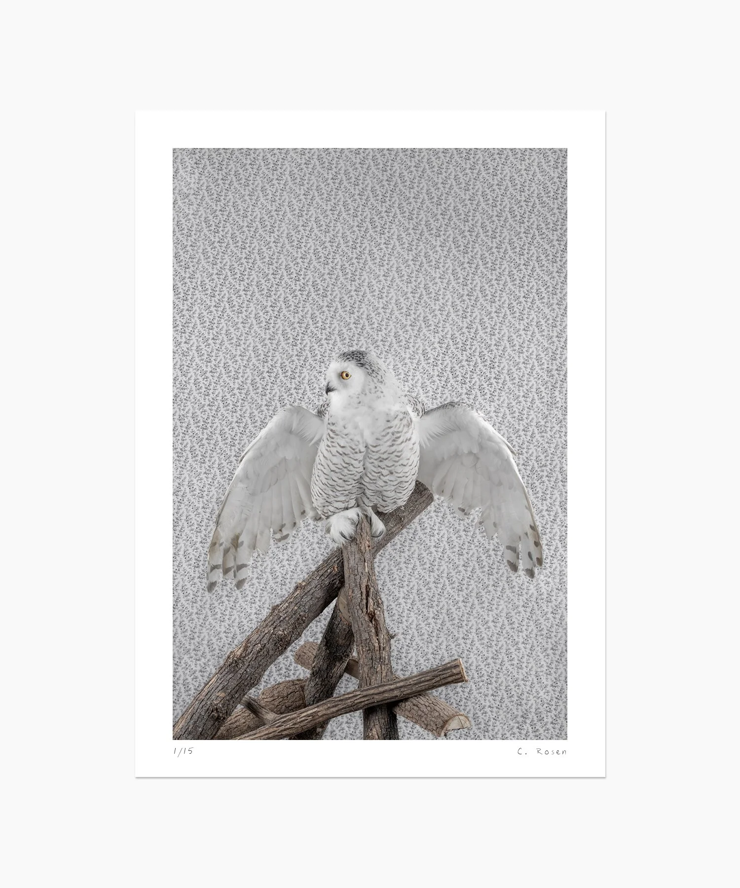CR_webtemplate_BOP_3346_SnowyOwl_2021.jpg