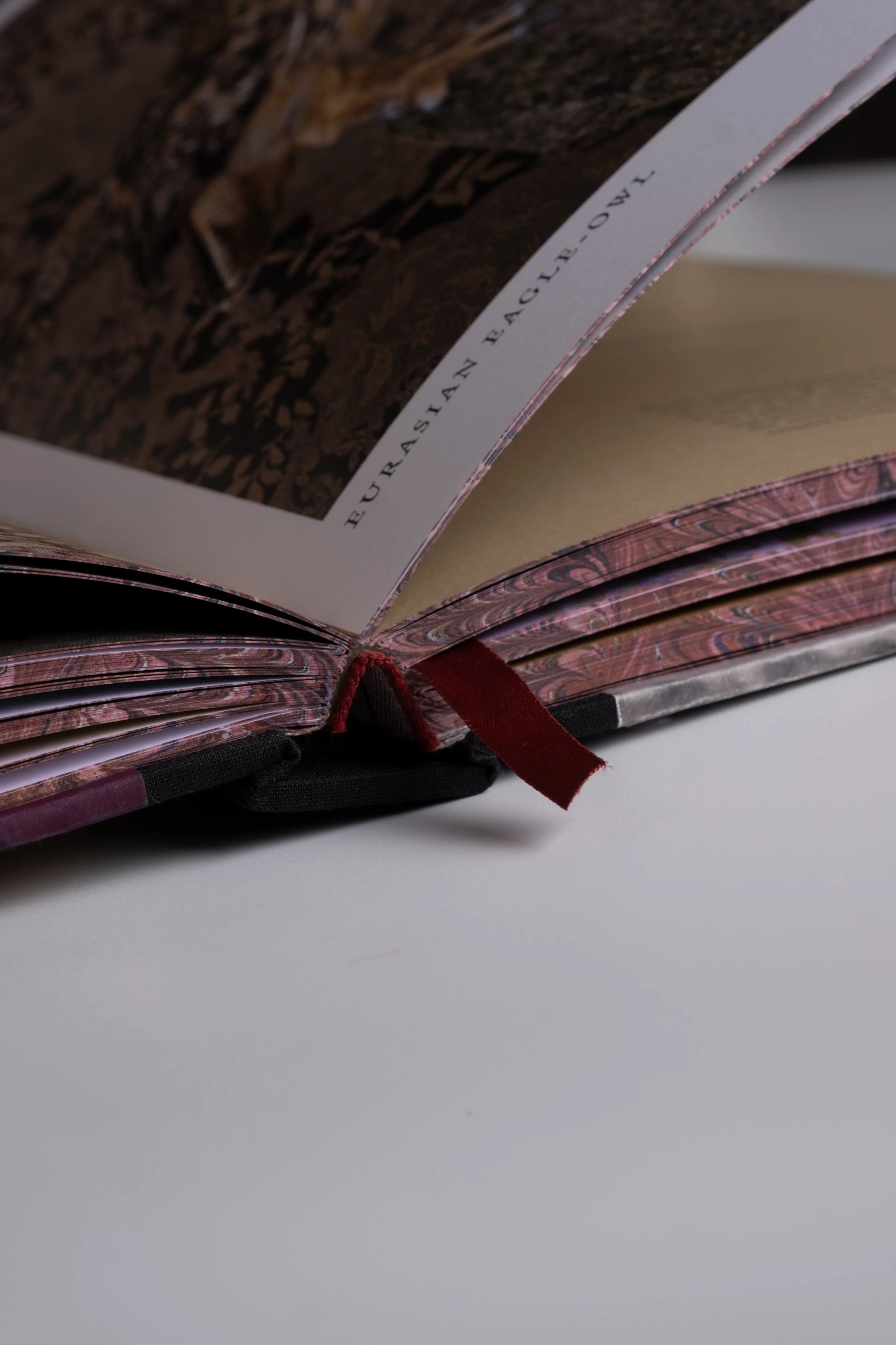 BirdsofaFeather_ClaireRosen_Book_DSF9782.jpg
