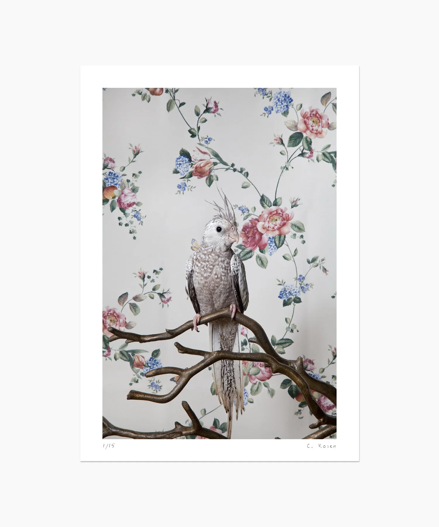 White Faced Hurled Cockatiel No. 7866