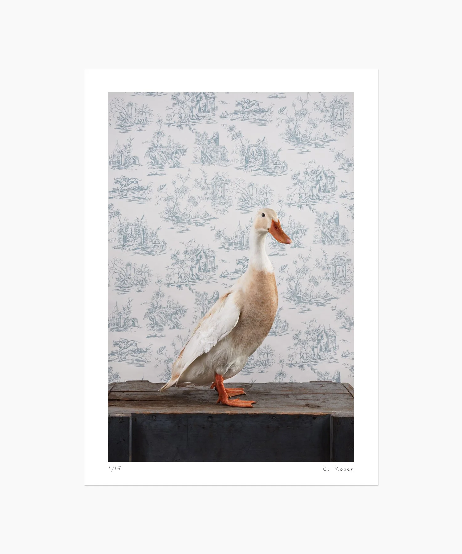 CR_webtemplate_FOW_0276_IndianRunnerDuck_2020.jpg