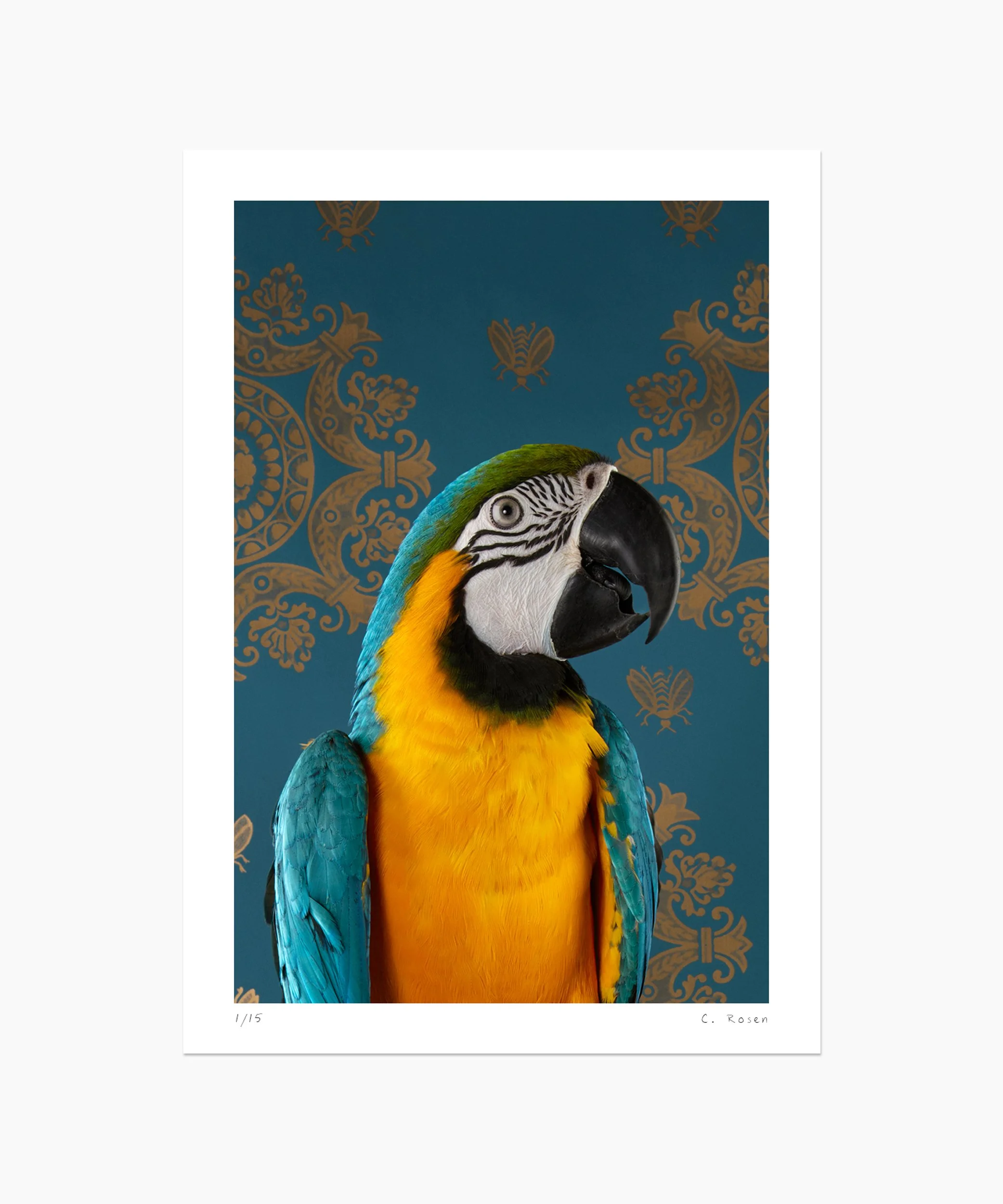 Blue-and-gold Macaw No. 7429