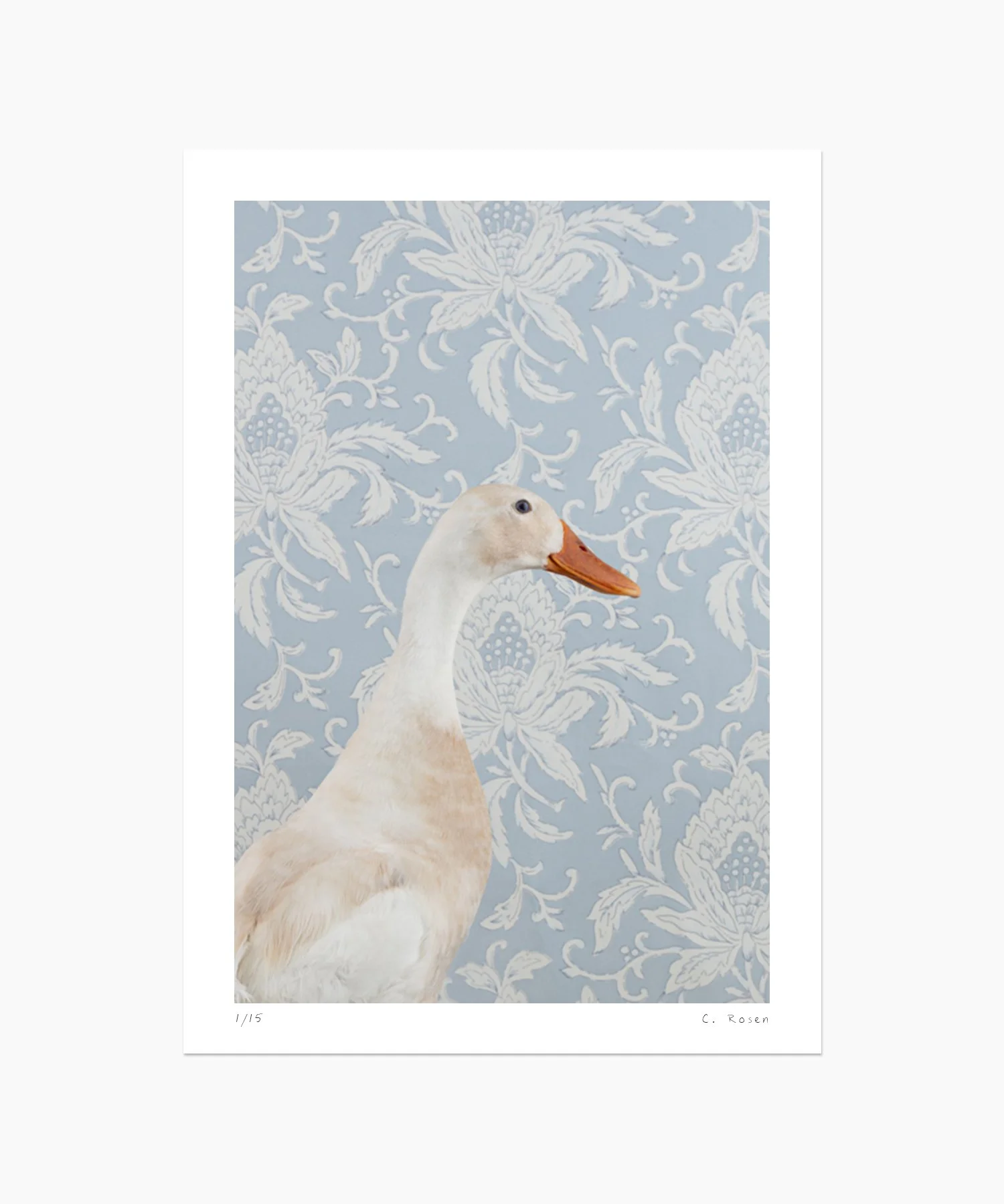 Indian Runner Duck "Noodle" No. 9976
