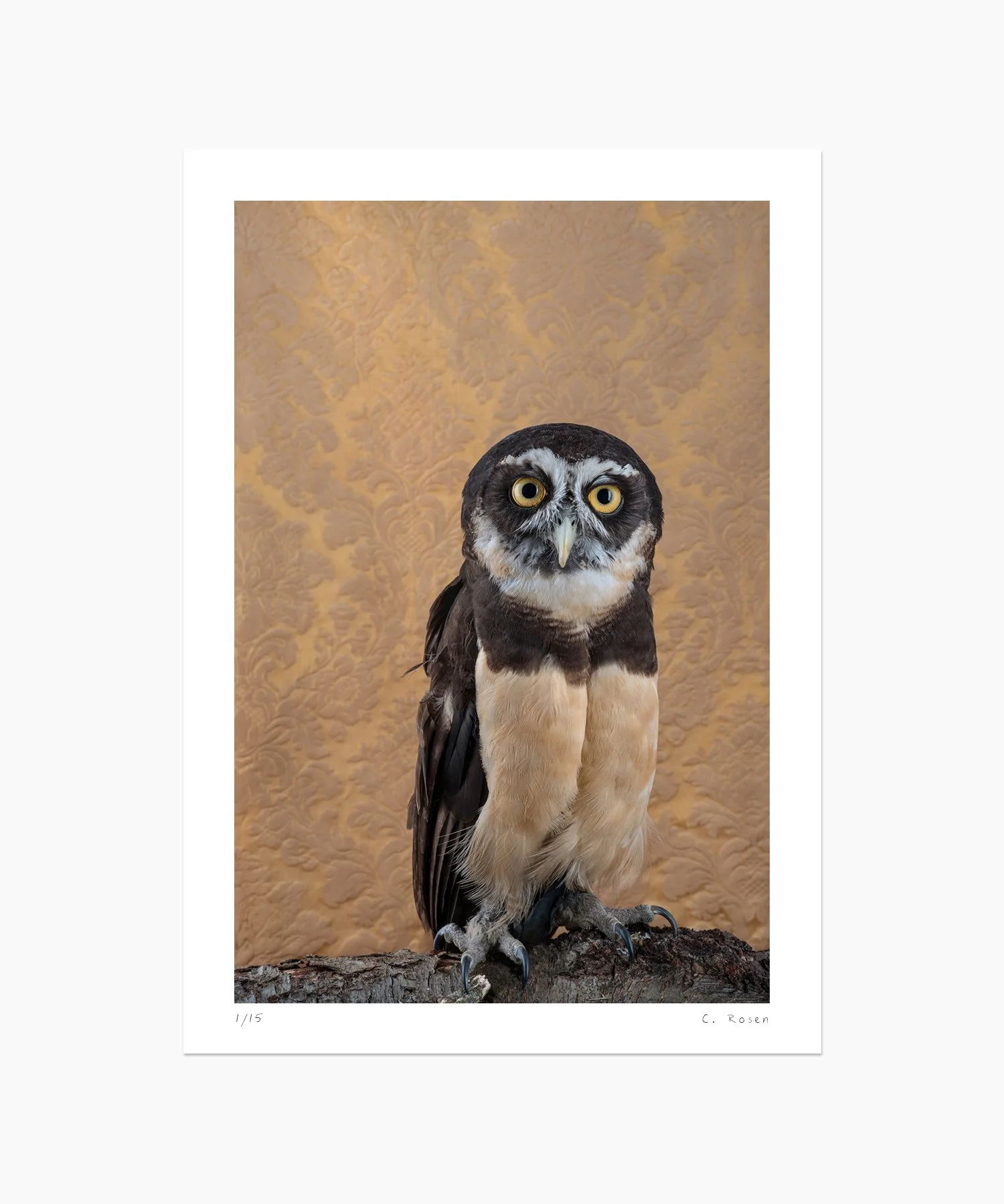 CR_webtemplate_BOP_7206_SpectacledOwl_2021.jpg