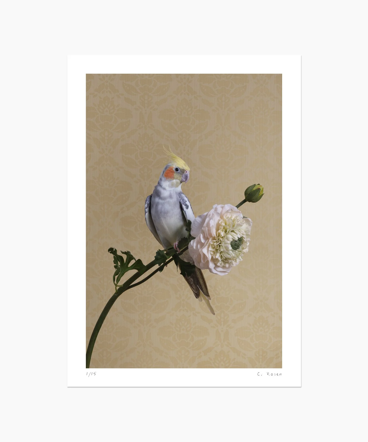 Pied Cockatiel No. 6997