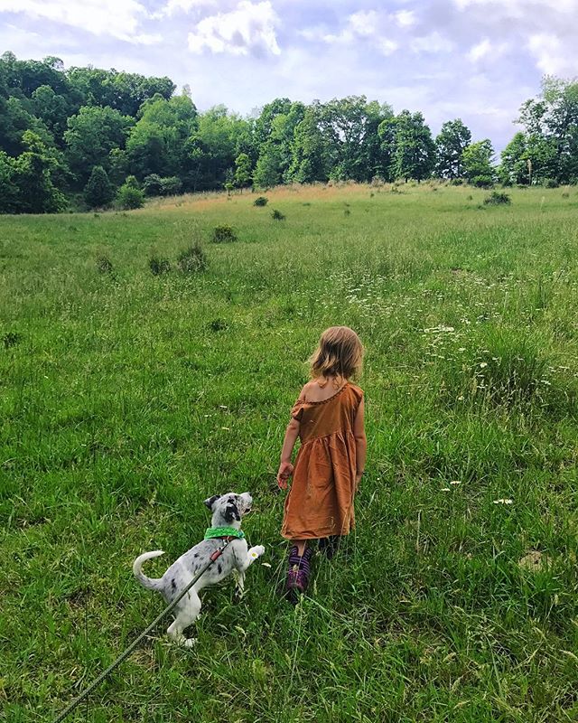 Since summer 2018, I ( @our.wild.roots ) purchased the @wildheart.nc farm property in #marshillnc . Found a sweet couple @plowandflute to steward the land for a while. Started a small perennial garden. Moved #goatslunaandsol to the land. Worked with 