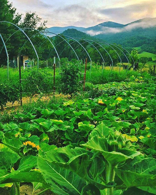 Green dreams 💓 Can&rsquo;t wait for these days to return 🌱 @wildheart.nc