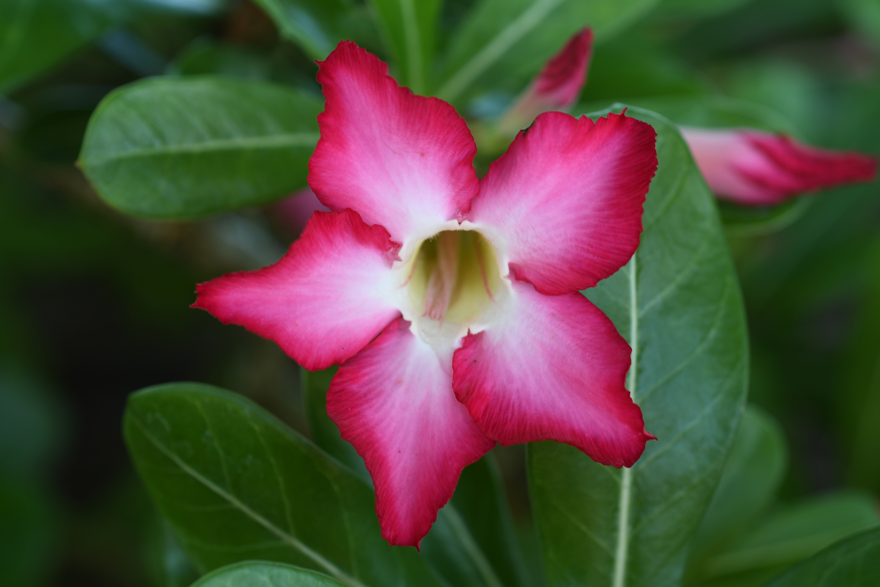 One flower blooming.jpg