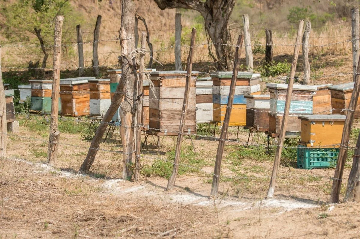 mya beekeeping company.jpg