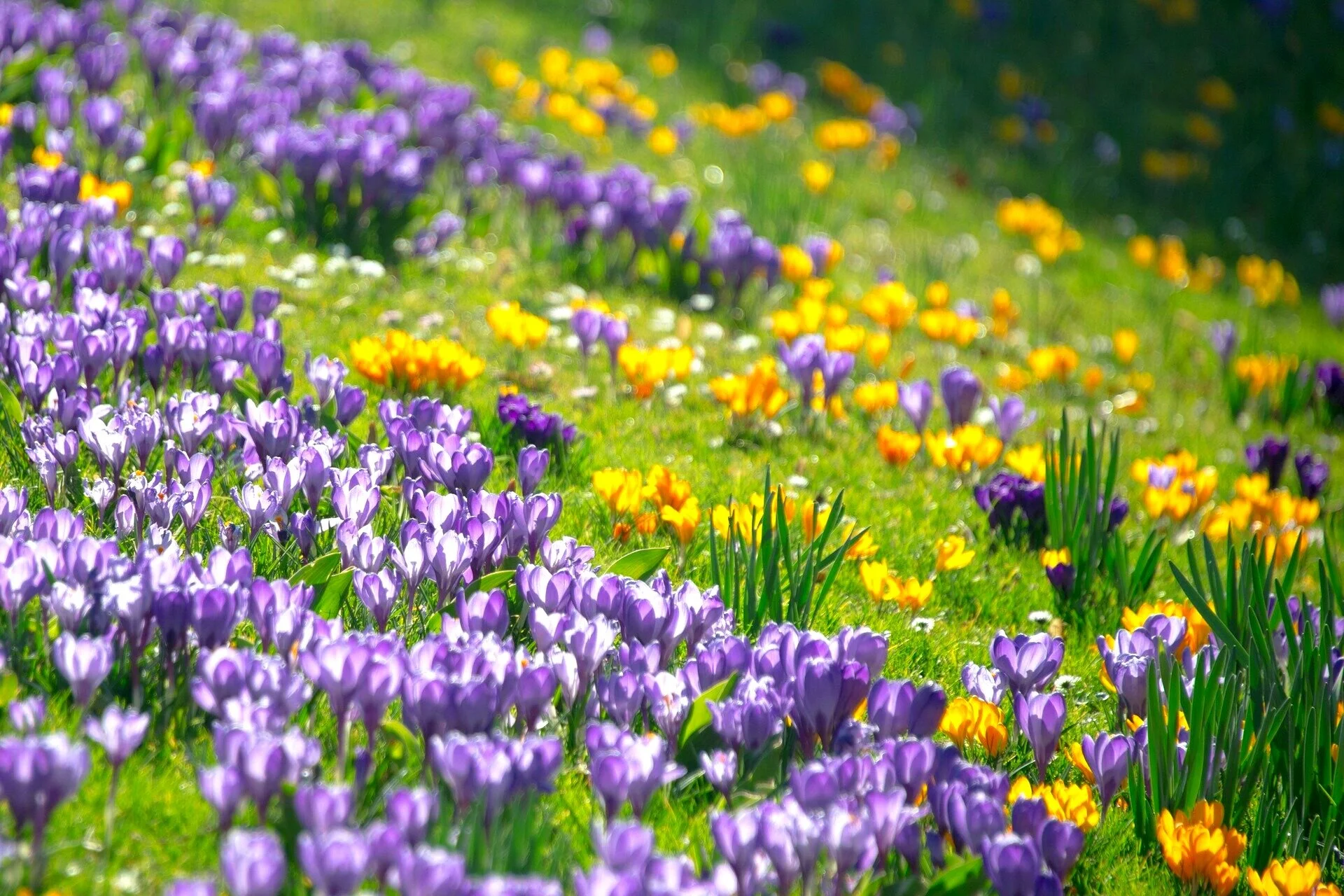 Abundance, Do We Truly Understand Its Meaning?