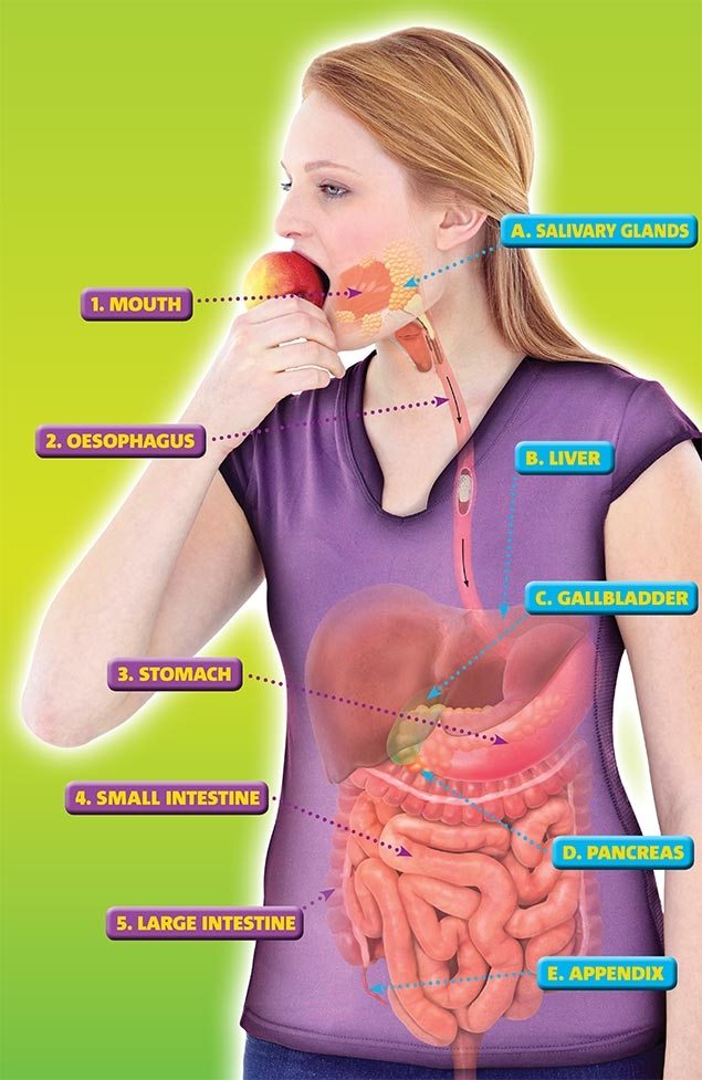 What is Digestion?