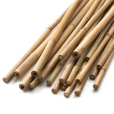 3 Little Haram Pigs (part 2)