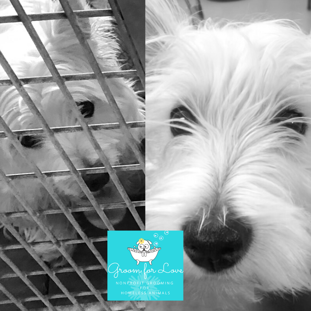 before after westie .png