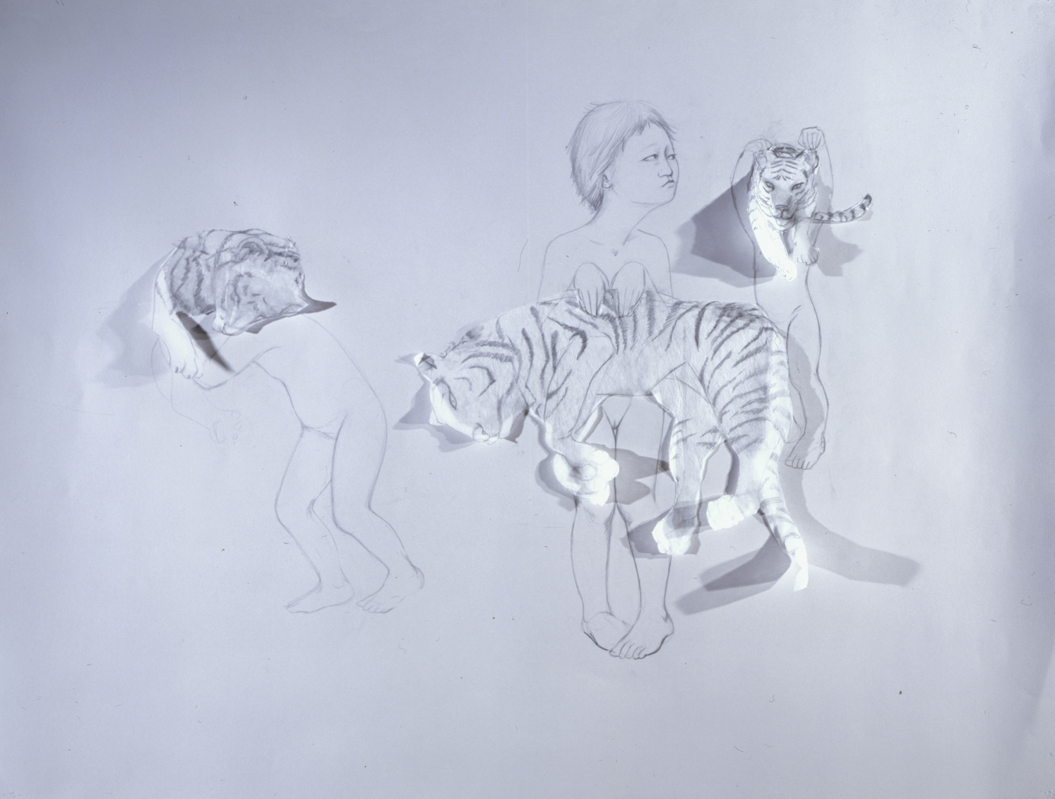   Paper Tigers , 2004 Graphite, kozo on gray paper 38 X 50 inches&nbsp; 