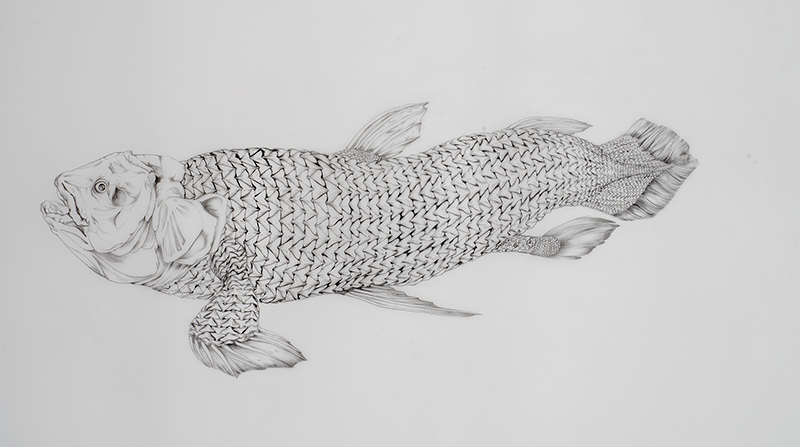   Coelacanth , 2014 Graphite on drafting film 22 x 30 inches Photo: Bill Orcutt 