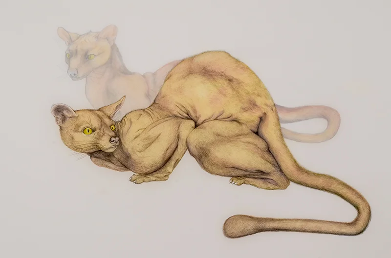Pair of Fossas , 2014 Graphite and oil on layered drafting film 22 x 30 inches Photo: Bill Orcutt