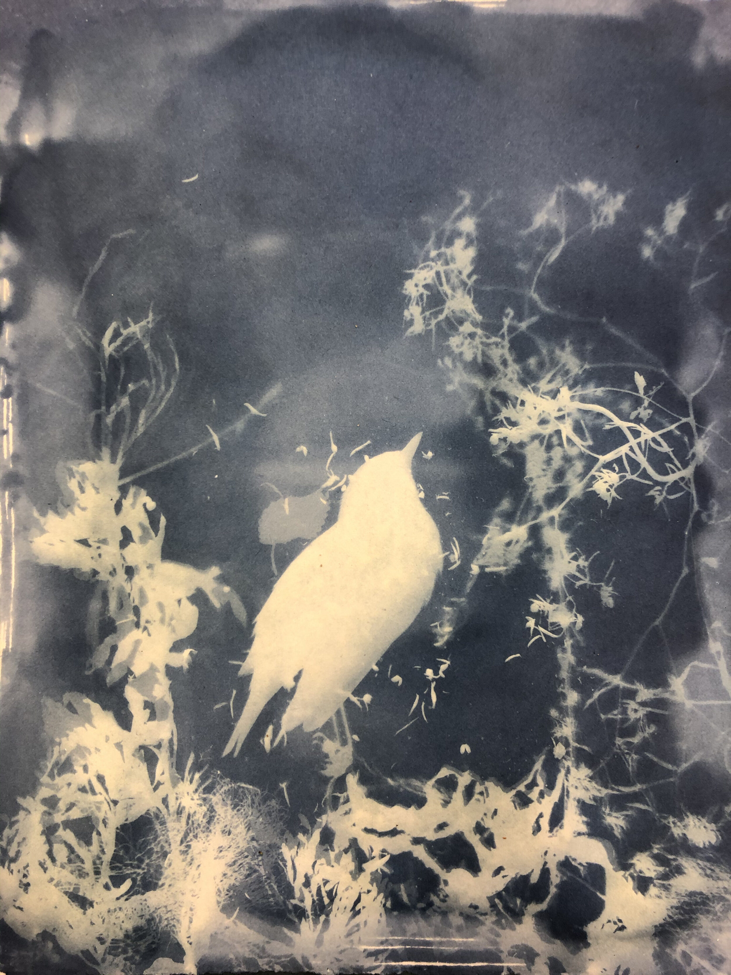 Cyanotype_DeadBird2.jpg