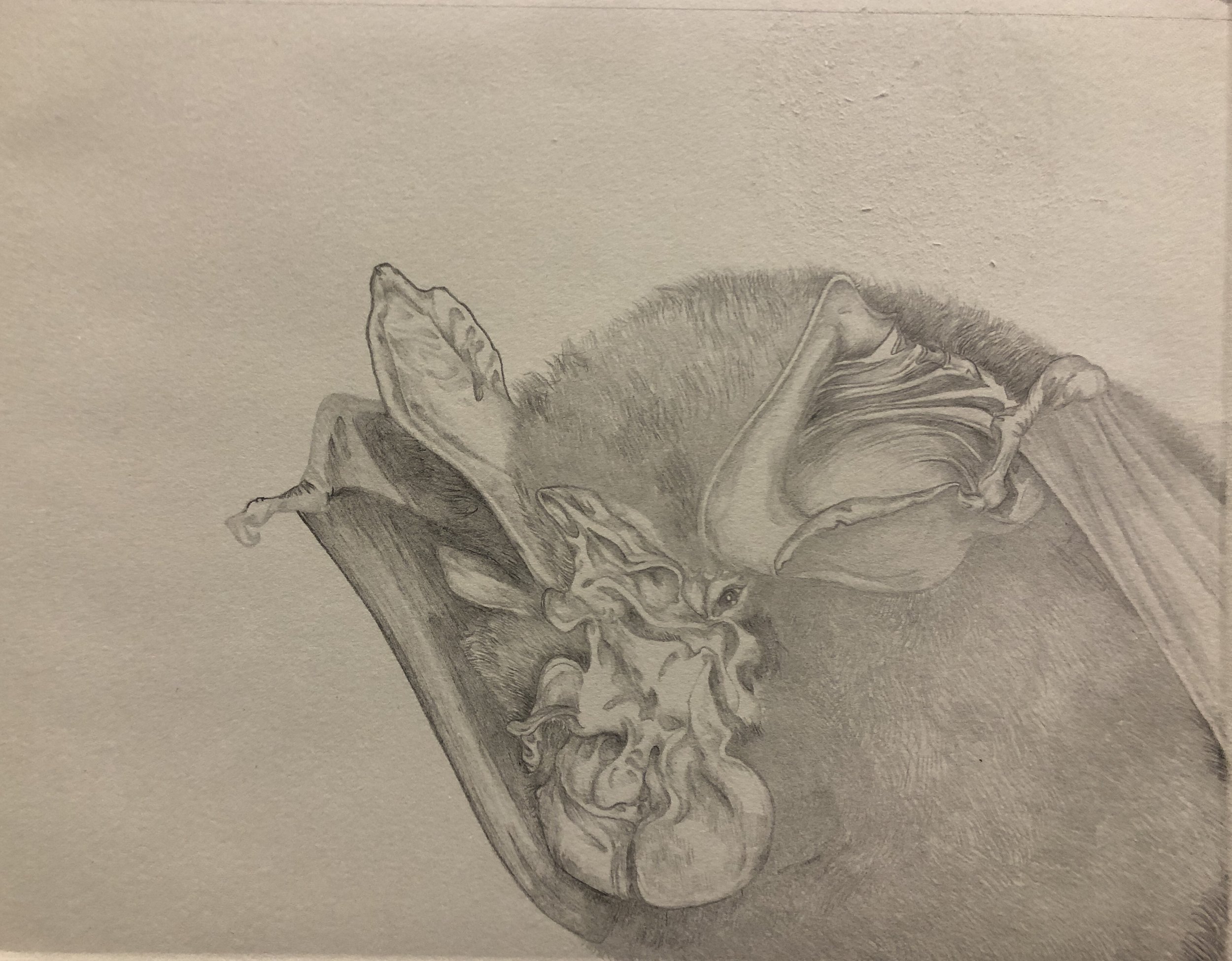   Fruit Bat , 2023 Monotype 