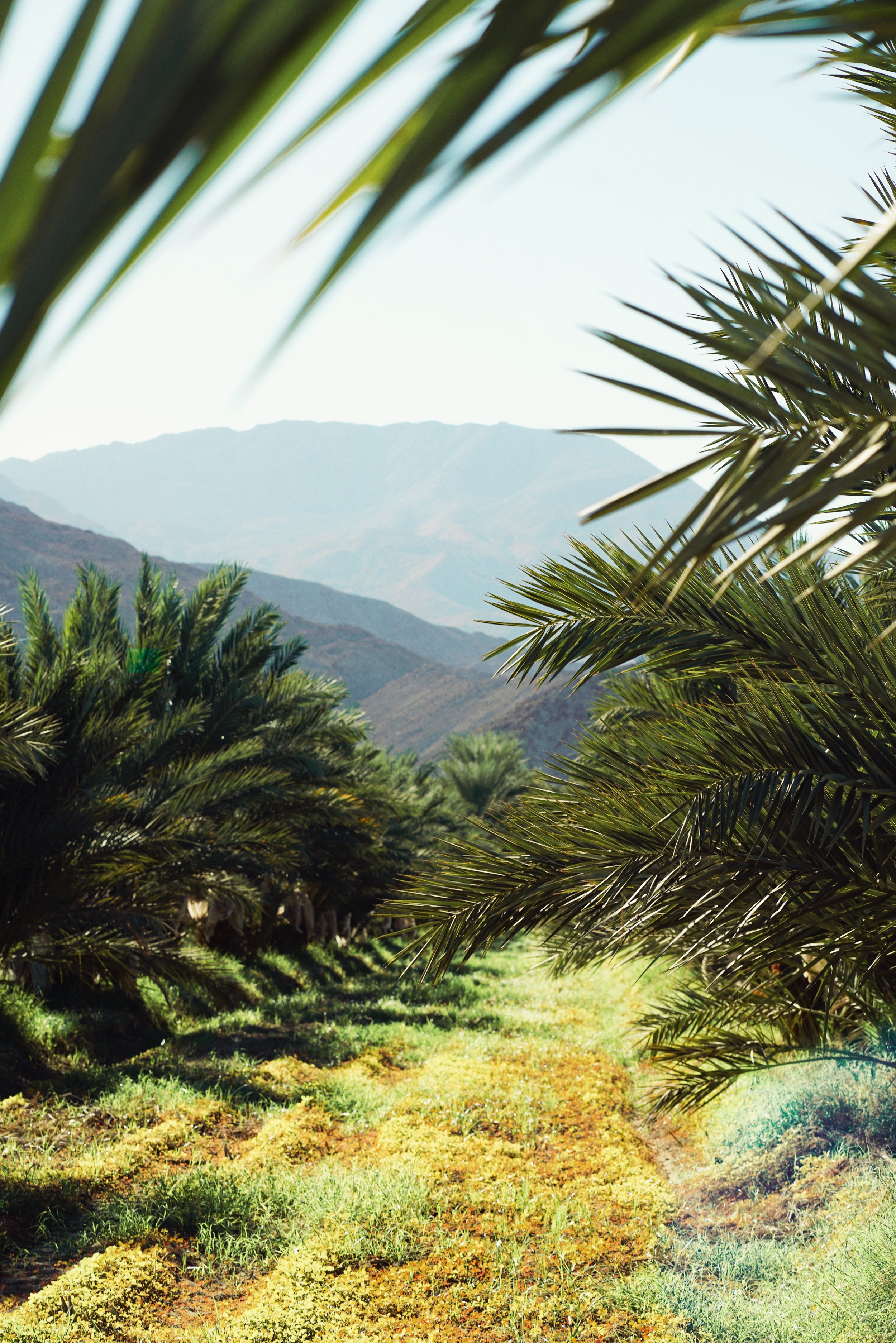 Lighten Up — The Lighthouse Dispensary Coachella