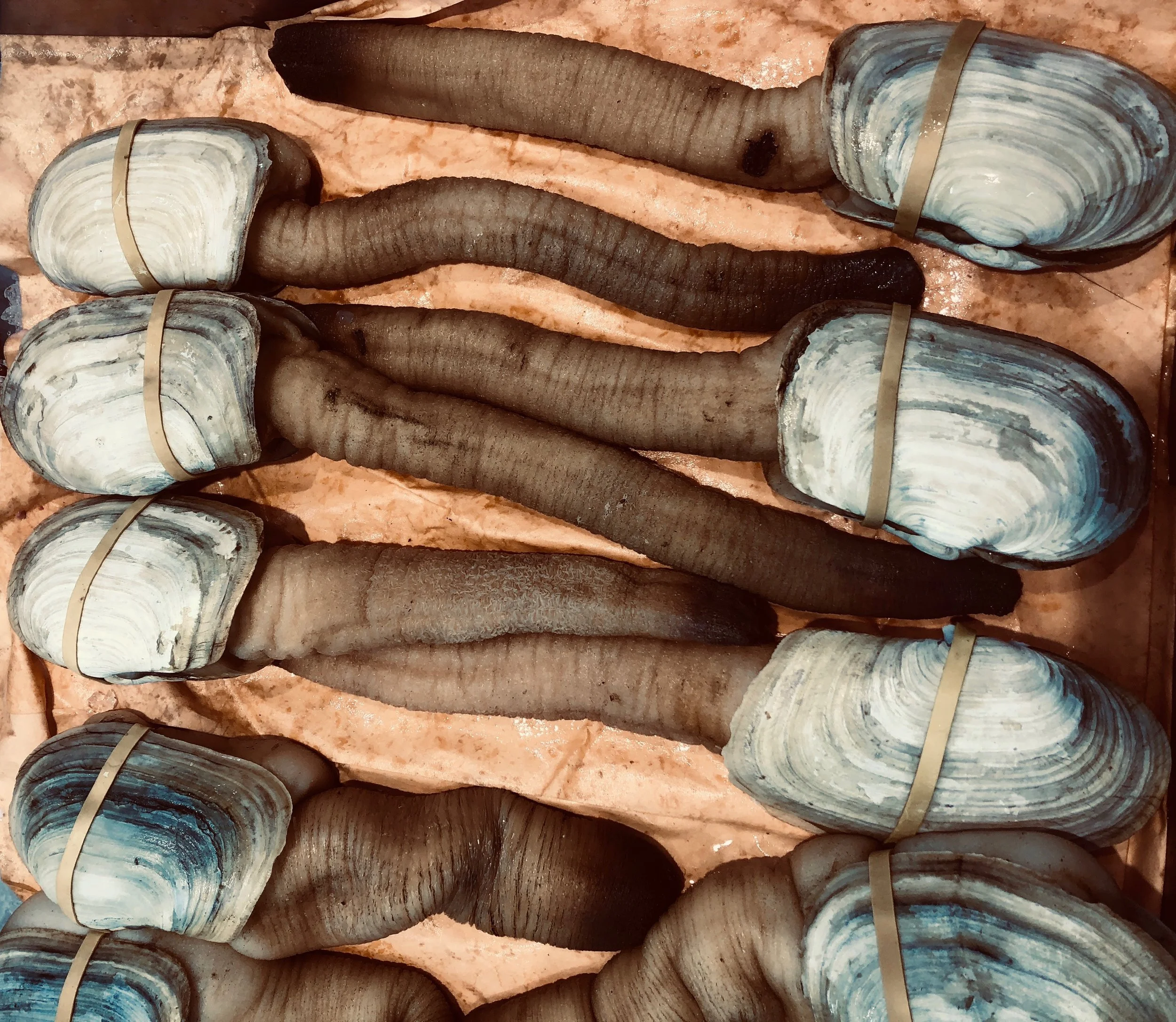 The ever-phallic geoduck. Flushing, Queens.