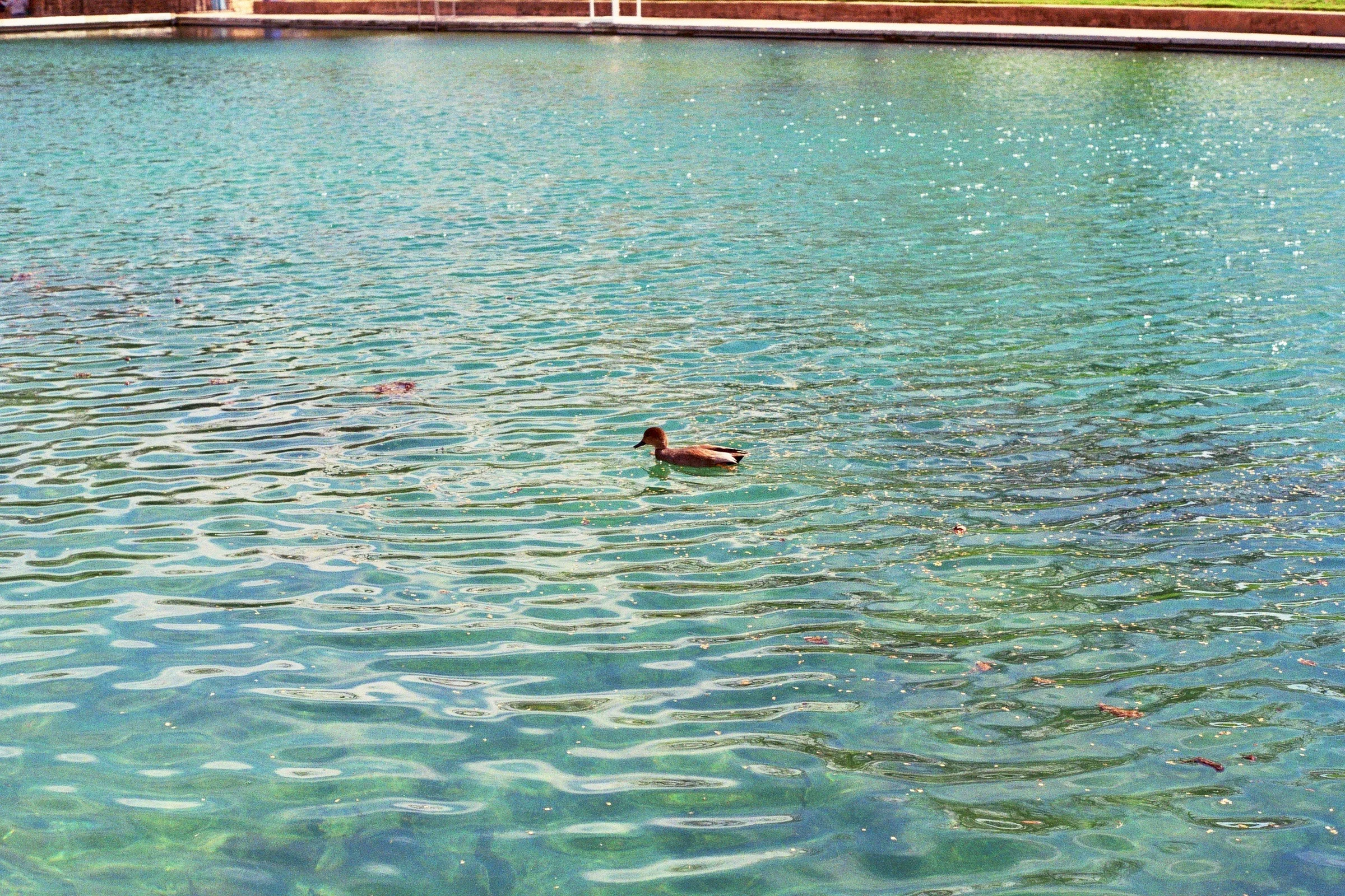 Barton Springs . Kodak Ultra Max 400. Pentax K1000. Fletcher Berryman 2019.