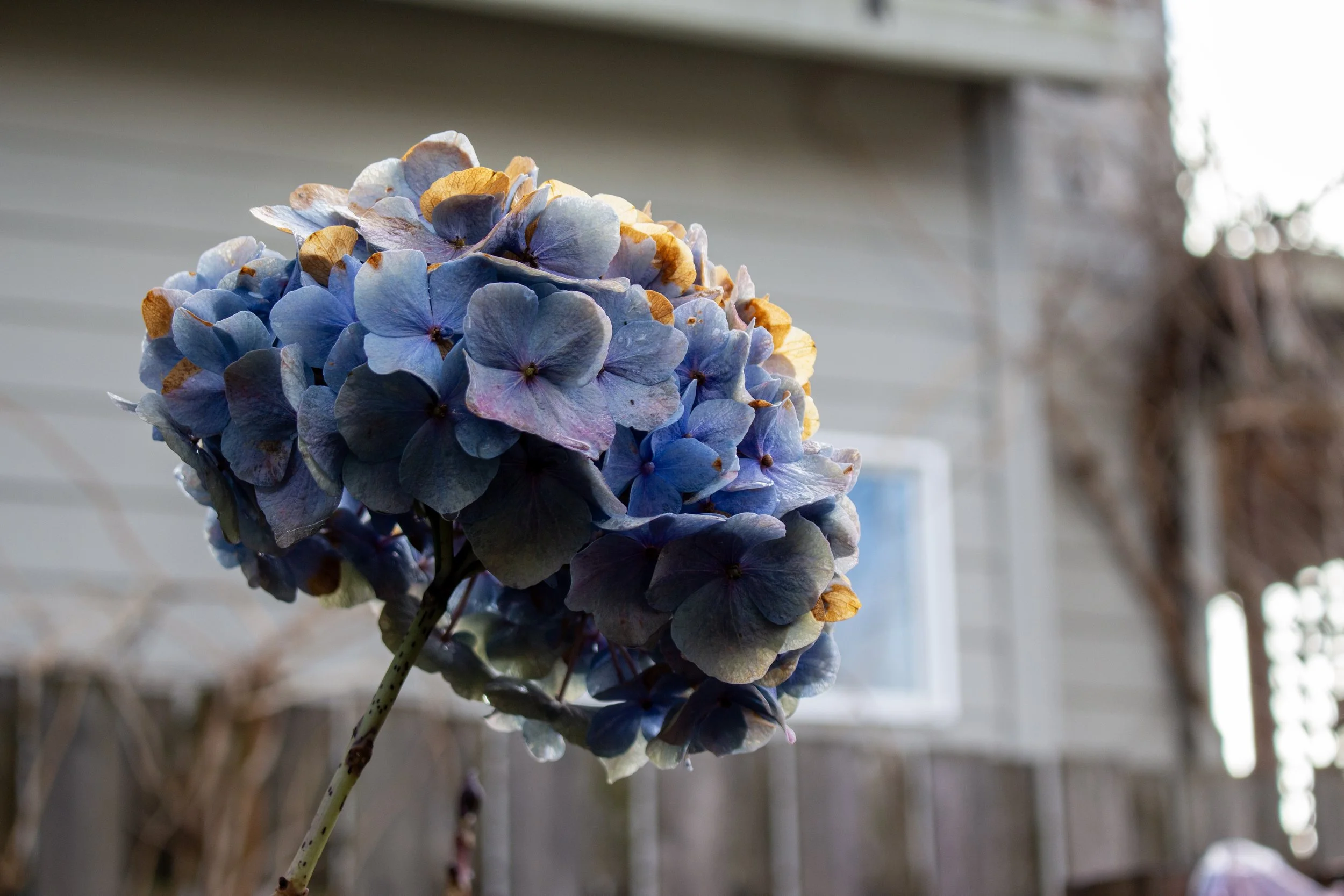 IMG_6780 copy.jpg