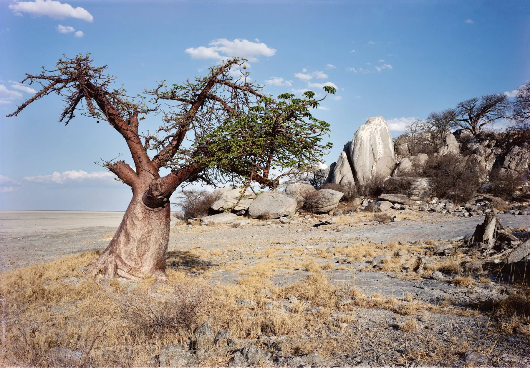 The Mysterious Life (and Death) of Africa’s Oldest Trees