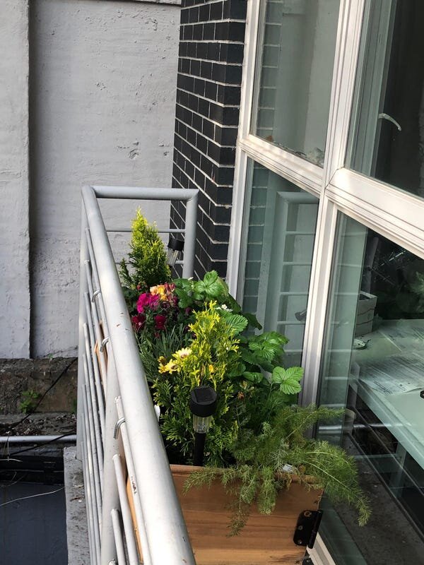 "I’ve taken up gardening, actually," said Las Cruces native Amer Jandali, now living in Brooklyn, New York. Jandali has built a planter on his balcony, and a palette wall that he plans to turn into an herb garden. [Courtesy Photo / Amer Jandali]