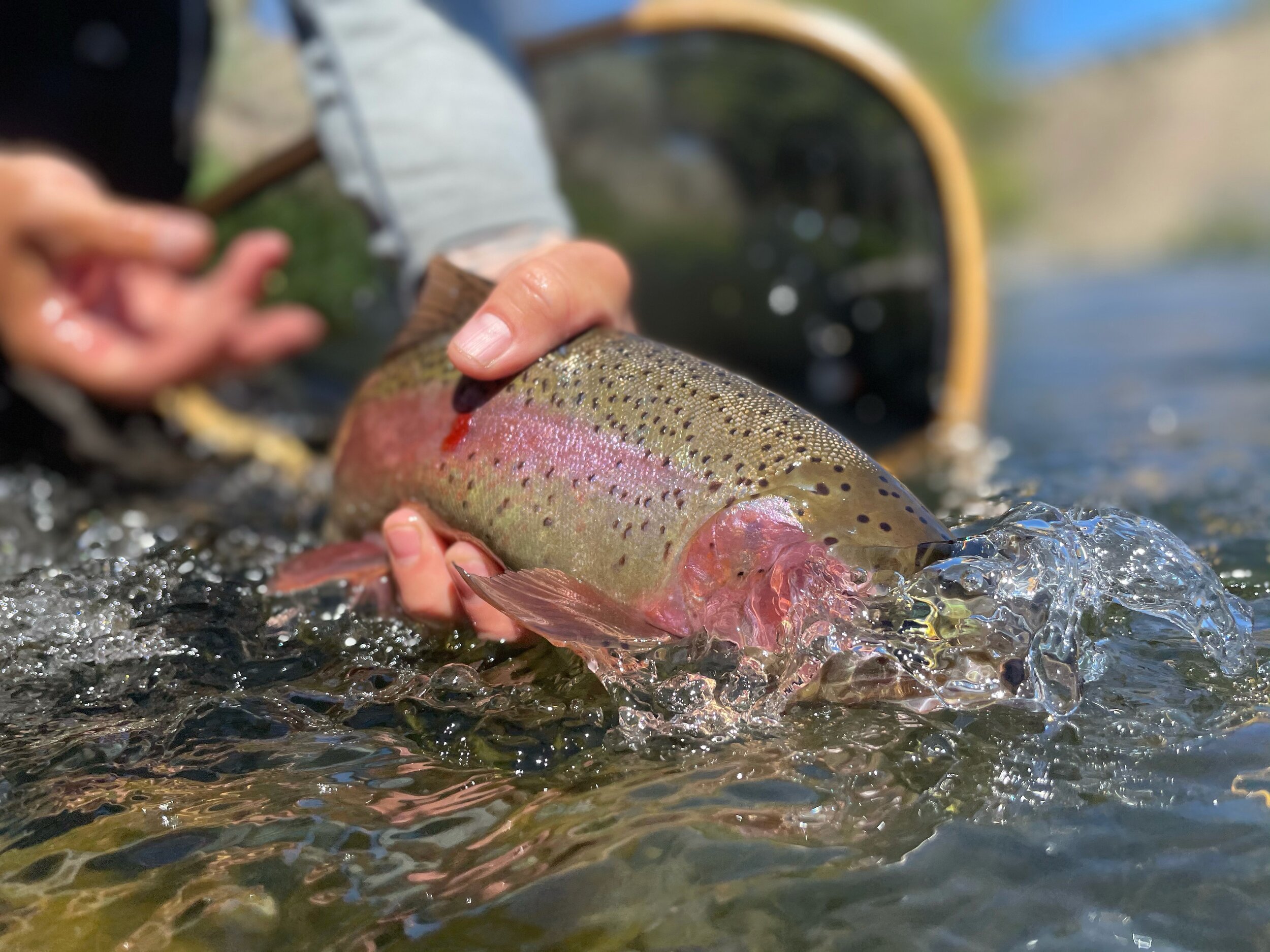 Salmon Fly Hatch, Deschutes River: Warm Springs Reservation — Fly