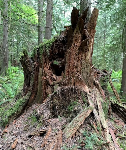 Old growth tree stumps remain to provide habitat, nutrients and communication