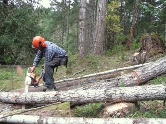 Timber Harvest 2017 Cutting the logs.jpg