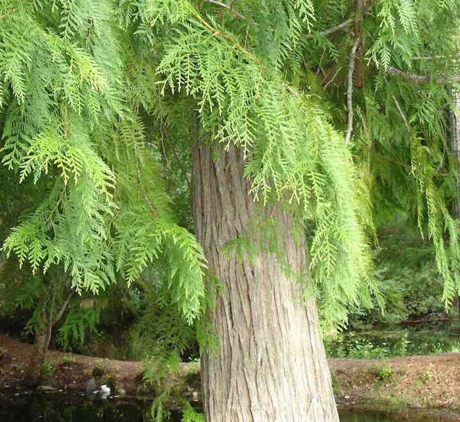 thuja-plicata-trunk.jpg
