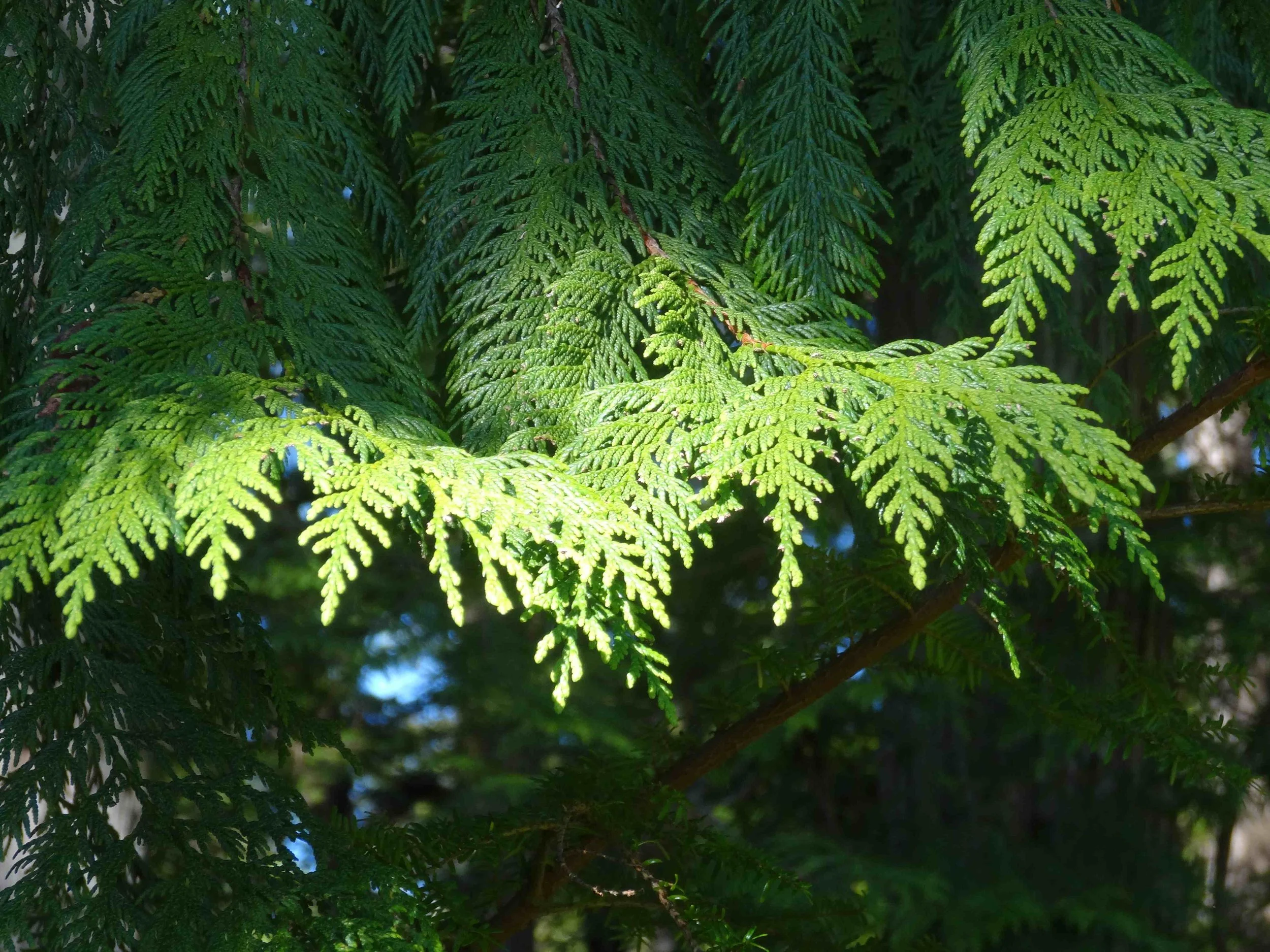 Thuja plicata bough sm.jpg