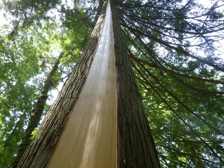 A culturally modified cedar tree