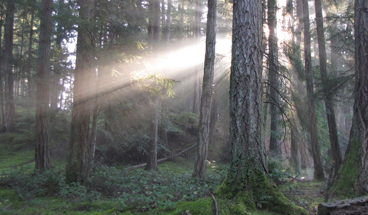 forest-therapy-1.jpg