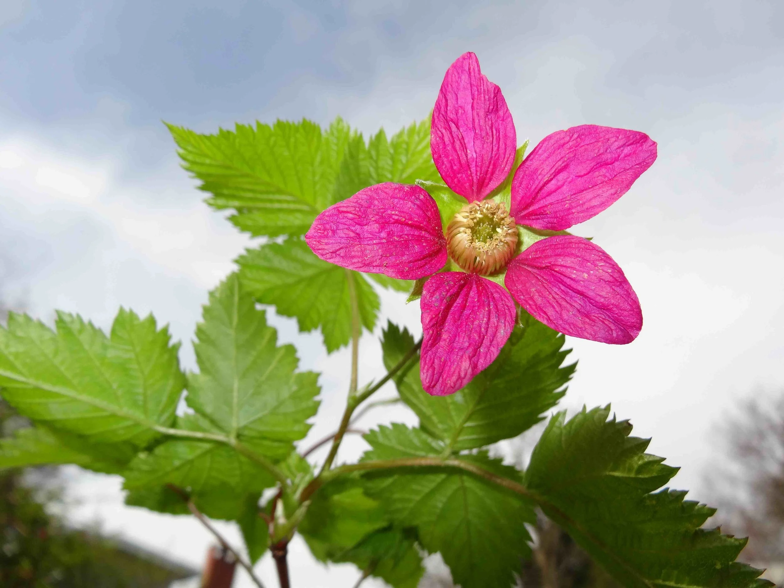 The Salmonberry flower
