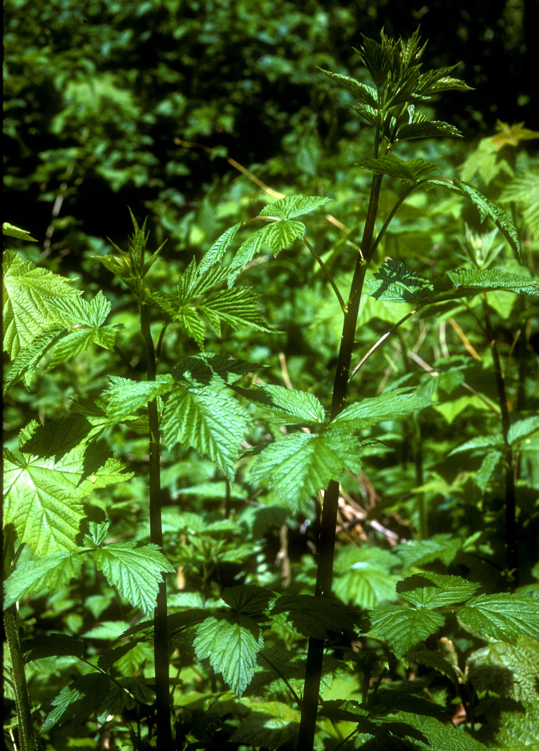 Rubus-spectabilis.jpg