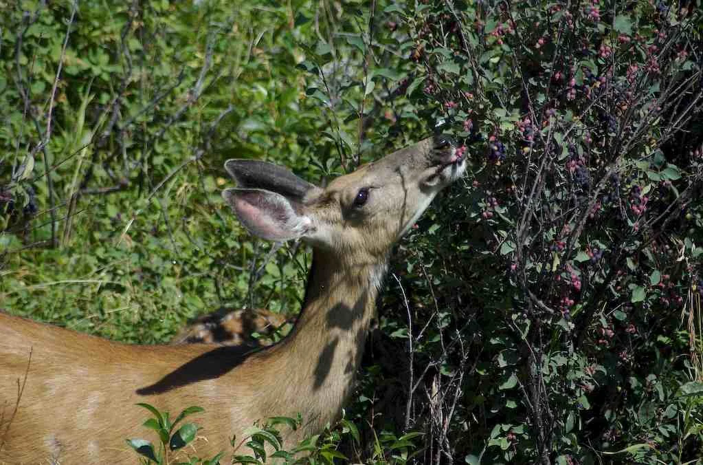 Yes, deer love to nibble on the delicious berries too!